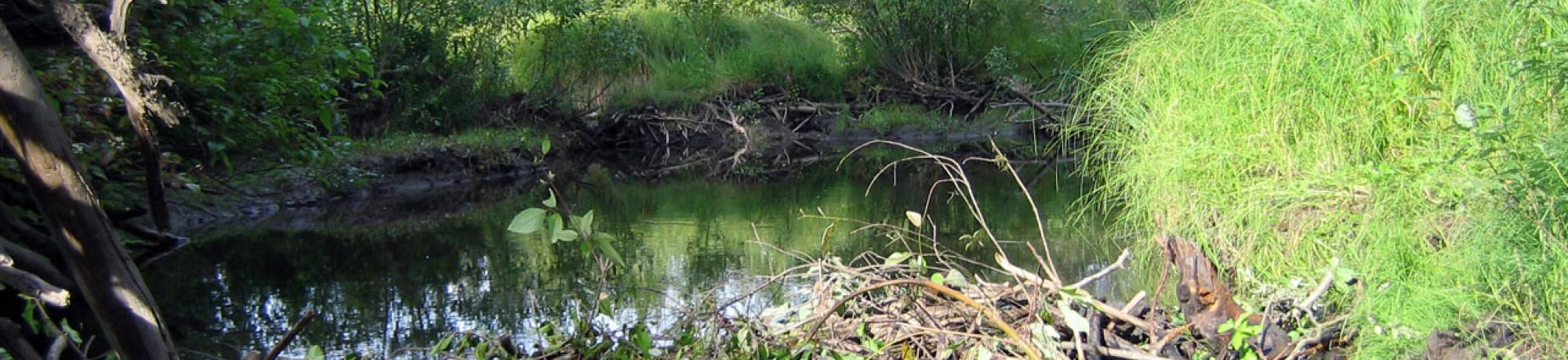 Active Beaver Dam