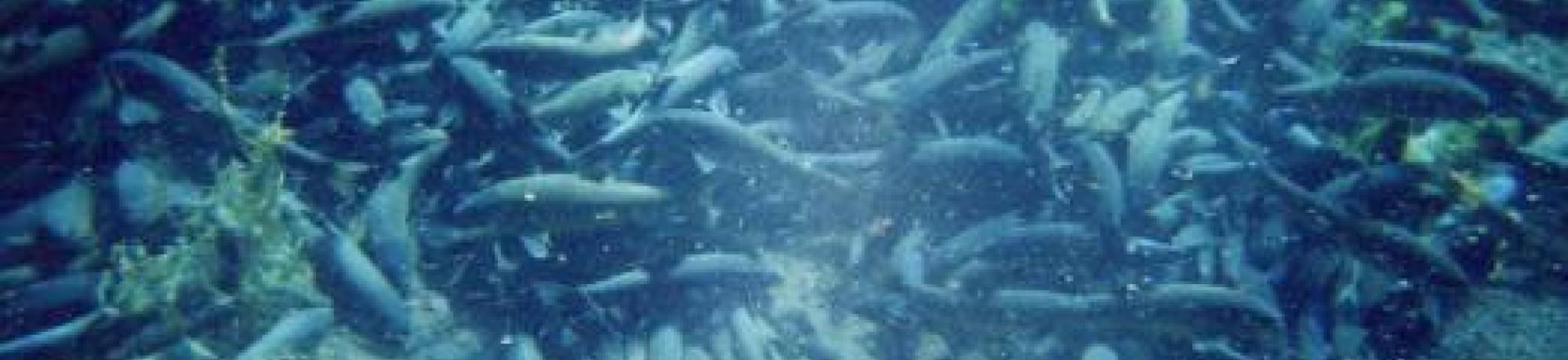 underwater snorkeling