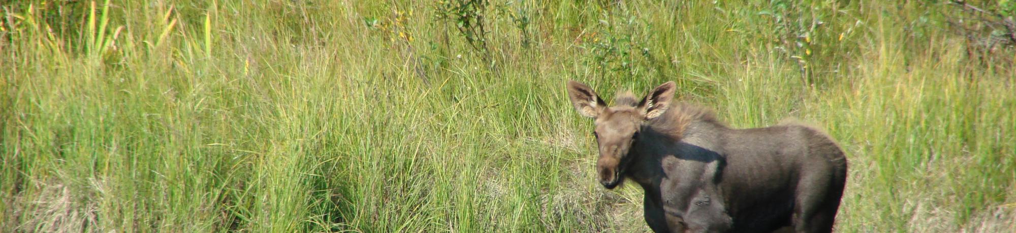  Moose Calf
