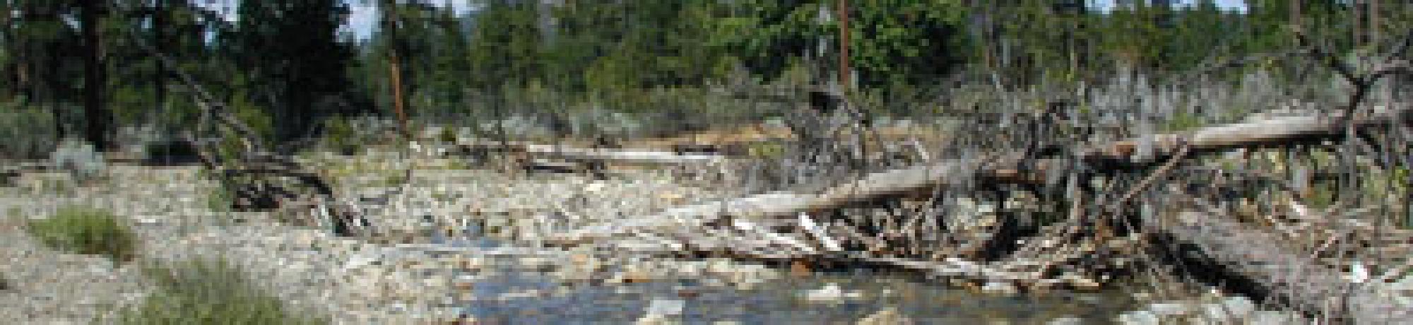 Scott River Mill Creek