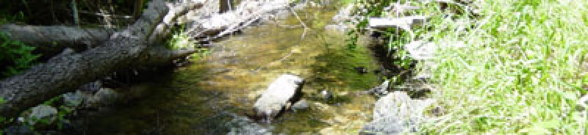 Scott River Miner Creek 2